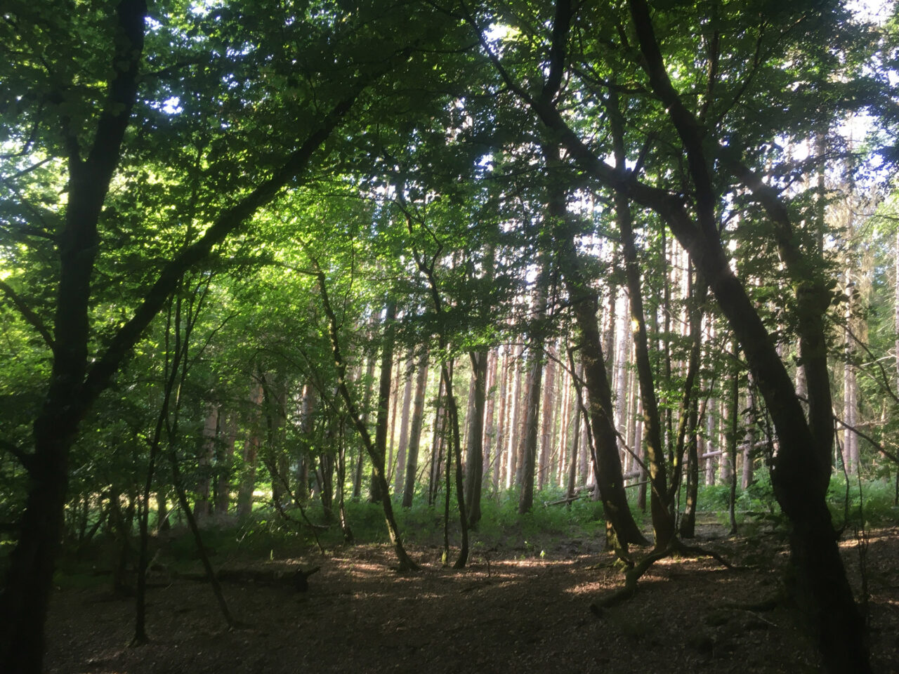 Ferienhaus Brunken Umgebung Wald